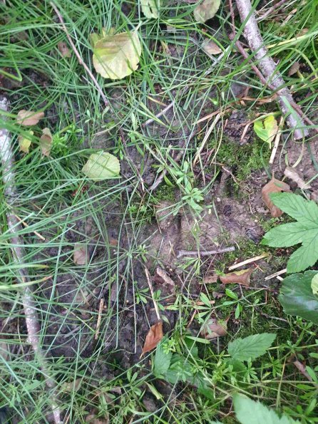 PA_AT_KOB_abovefootprintphoto_20220613133456292