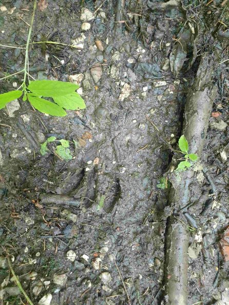 PA_AT_KOB_abovefootprintphoto_20220613144024342