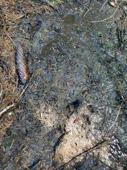 PA_AT_KOB_abovefootprintphoto_20220613145325563