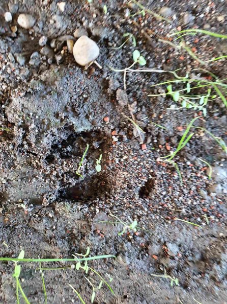 PA_AT_KOB_abovefootprintphoto_20220906153251635