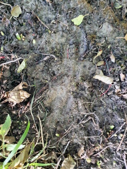 PA_AT_KOB_abovefootprintphoto_20220906162343034