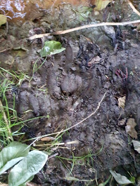 PA_AT_KOB_abovefootprintphoto_20220906182844044