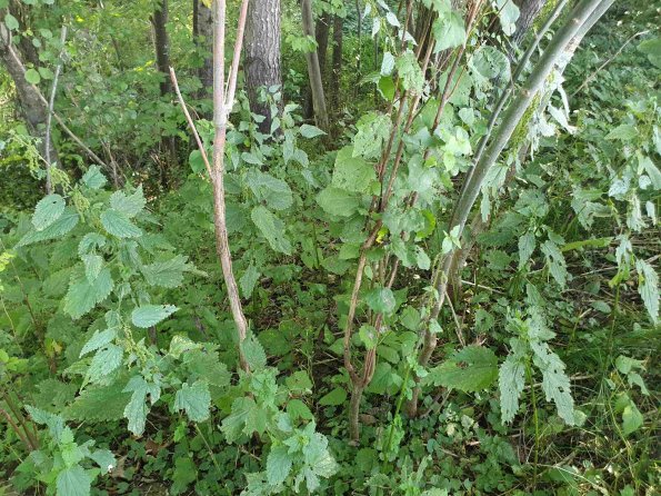 PA_AT_KOB_otheractivitysignphoto_20220906160358779