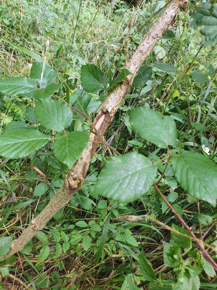 PA_AT_KOB_otheractivitysignphoto_20220907111832272