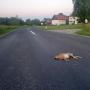 PA_AT_KOB_photofromsurroundingroadkill_20220612211400588