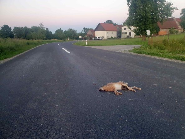 PA_AT_KOB_photofromsurroundingroadkill_20220612211400588