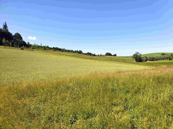 PA_AT_KOB_speciesobservationphoto_20220611110655545