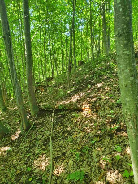 PA_AT_KOB_speciesobservationphoto_20220611151755349