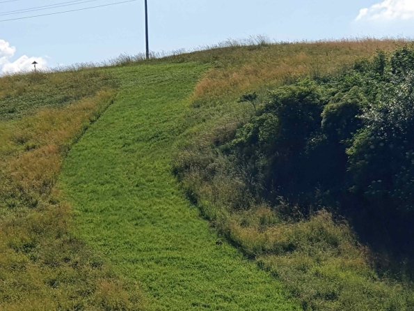 PA_AT_KOB_speciesobservationphoto_20220611170713001