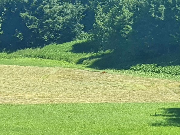 PA_AT_KOB_speciesobservationphoto_20220612133844814