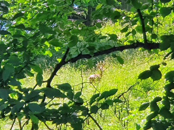 PA_AT_KOB_speciesobservationphoto_20220612153900922