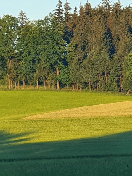 PA_AT_KOB_speciesobservationphoto_20220612204708777