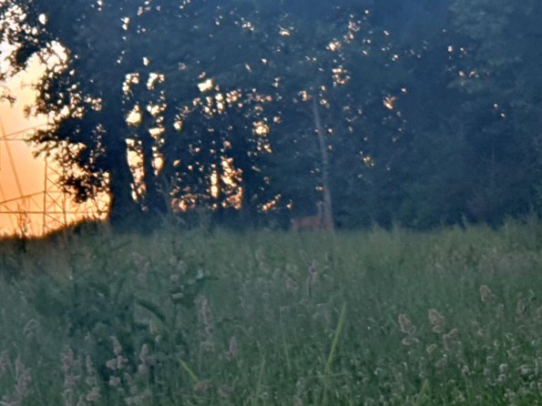 PA_AT_KOB_speciesobservationphoto_20220612210201278