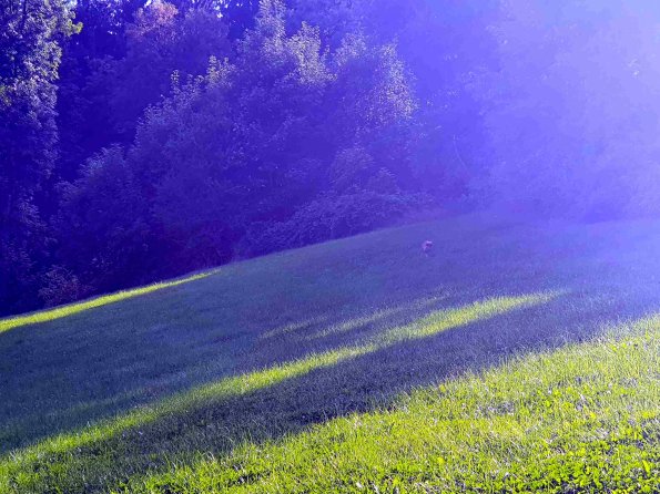 PA_AT_KOB_speciesobservationphoto_20220906170632124