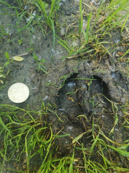 AT_POET_abovefootprintphoto_20220519084553105