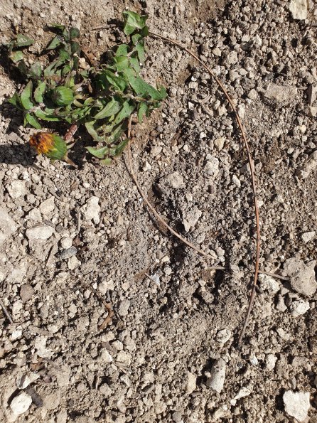 PA_AT_POET_abovefootprintphoto_20220406130255176