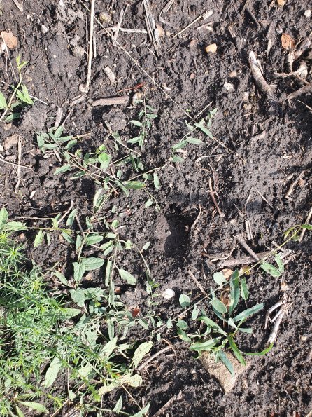 PA_AT_POET_abovefootprintphoto_20220824105422940