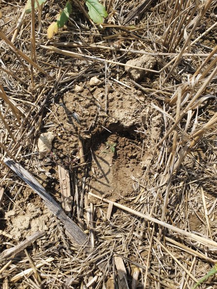 PA_AT_POET_abovefootprintphoto_20220824123706891