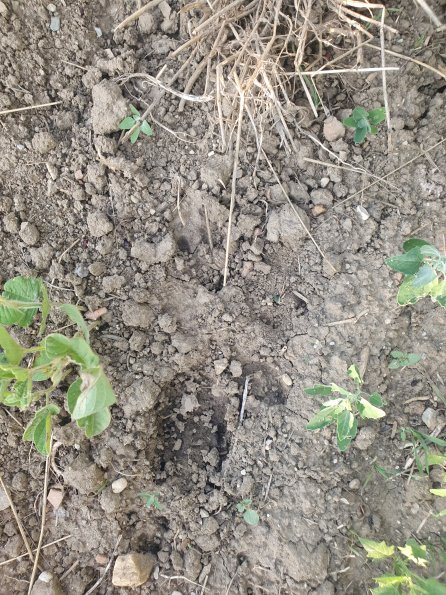 PA_AT_POET_abovefootprintphoto_20220824182534696