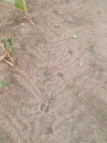 PA_AT_POET_abovefootprintphoto_20220824194848349