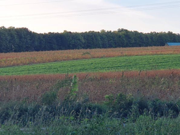 PA_AT_POET_speciesobservationphoto_20211001175735490