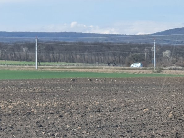 PA_AT_POET_speciesobservationphoto_20220406134054441