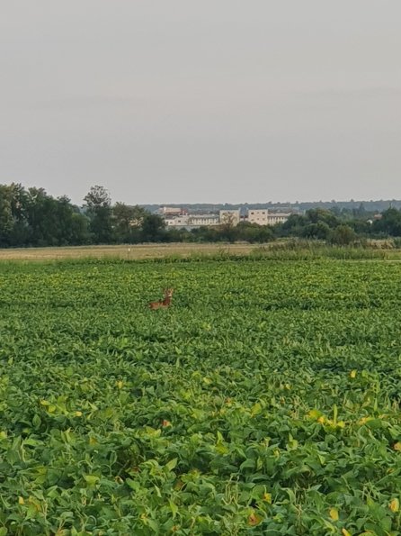 PA_AT_POET_speciesobservationphoto_20220824193003075