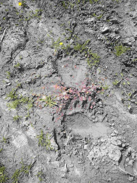 PA_RO_TM_abovefootprintphoto_20220427115550204